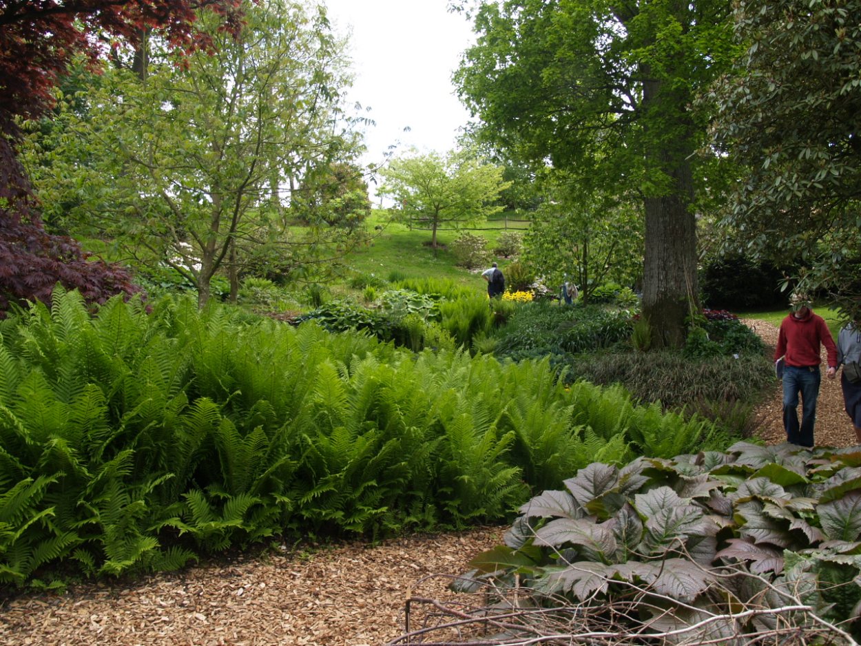 Папоротник страусник в ландшафте