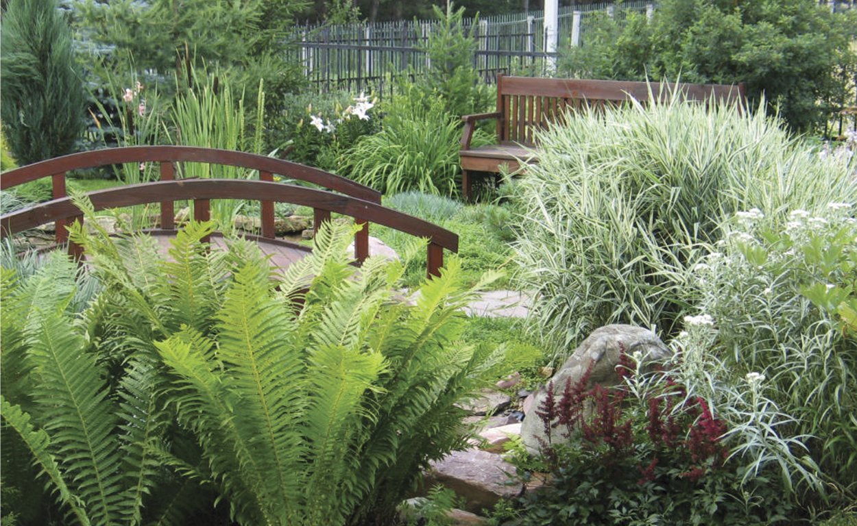 Хоста и страусник в ландшафте