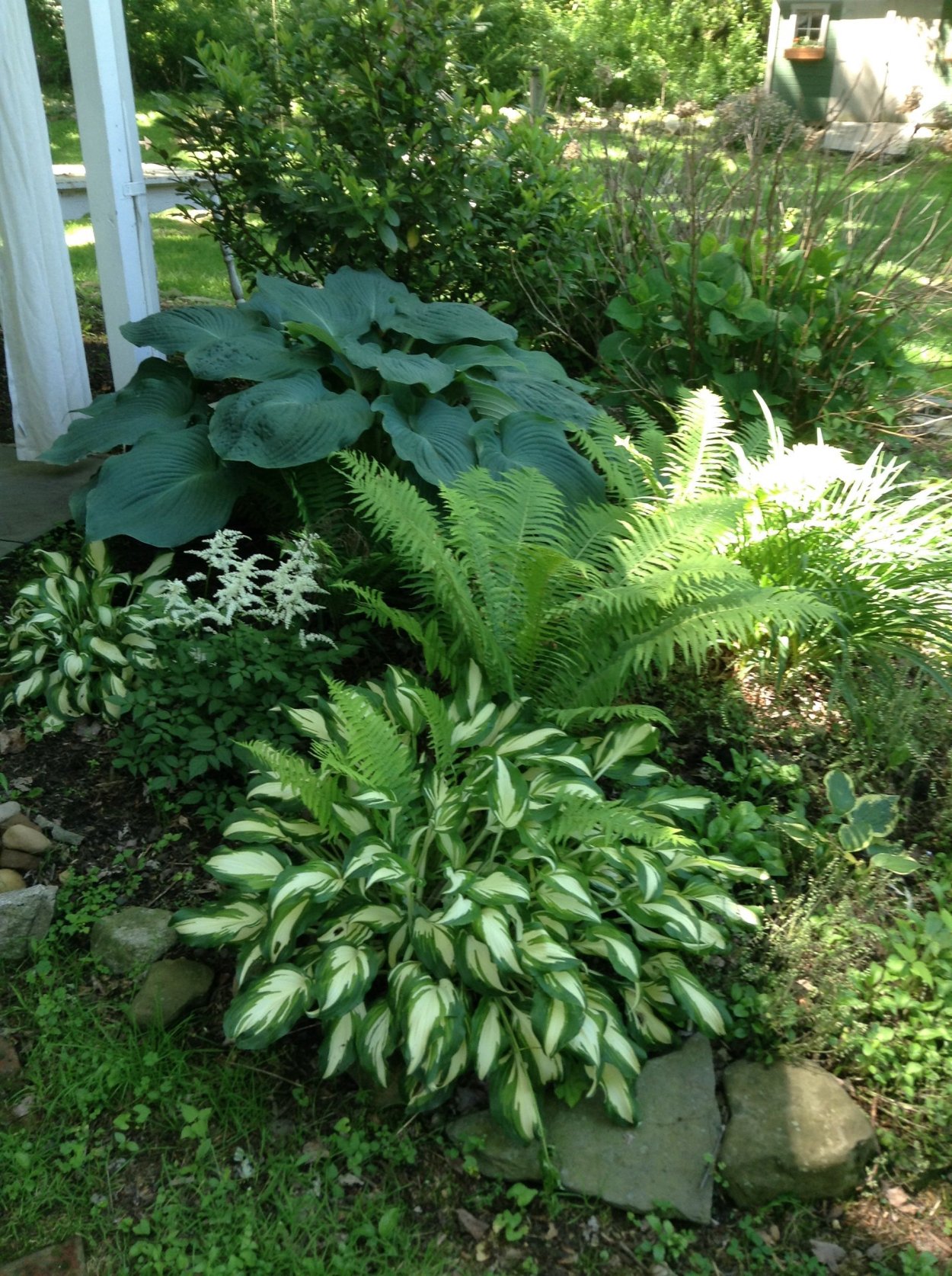 Папоротник и Хоста