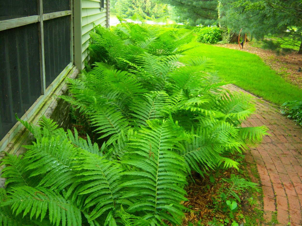 Папоротник Хоста сосна