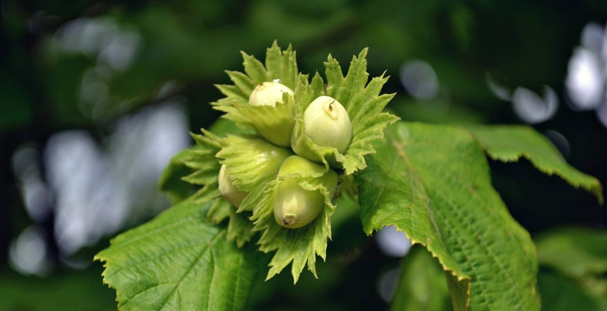 Мокрица сорняк огородный