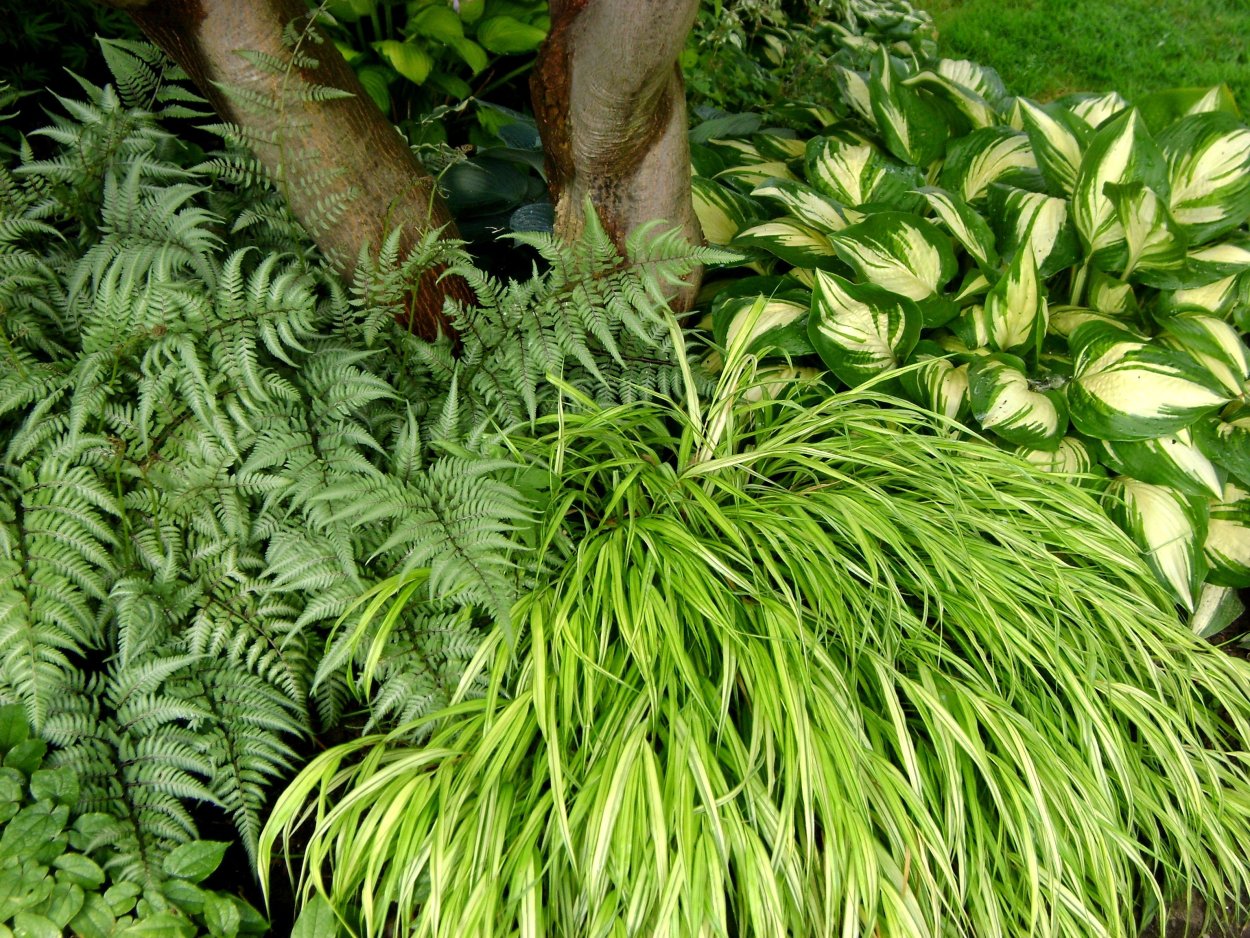 Хаконехлоя посадка