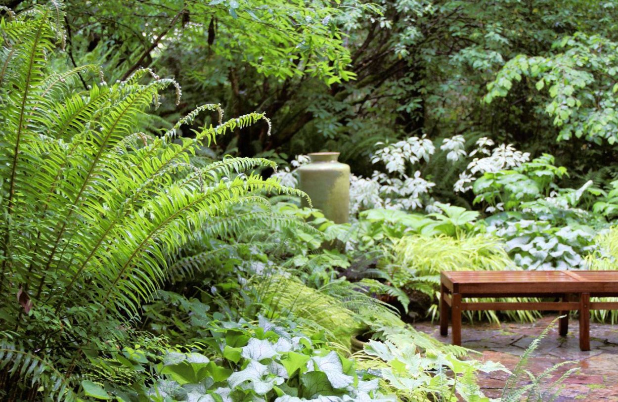 Папоротник Лесной в ландшафтном дизайне