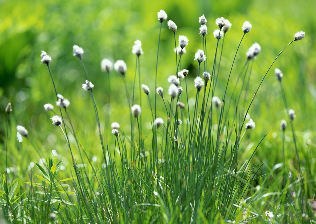 Лопух репейник