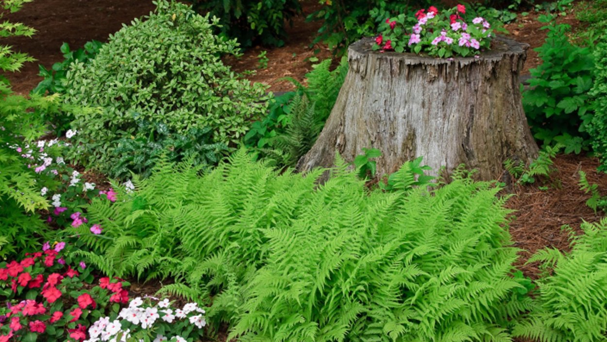 Клумба Эрика папоротник