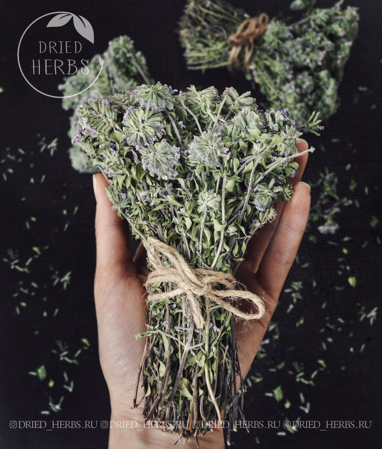 Мордовник обыкновенный (Echinops ritro)