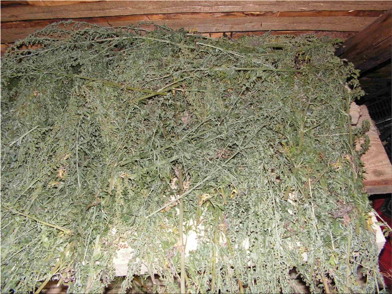 Микроклевер Ривенделл