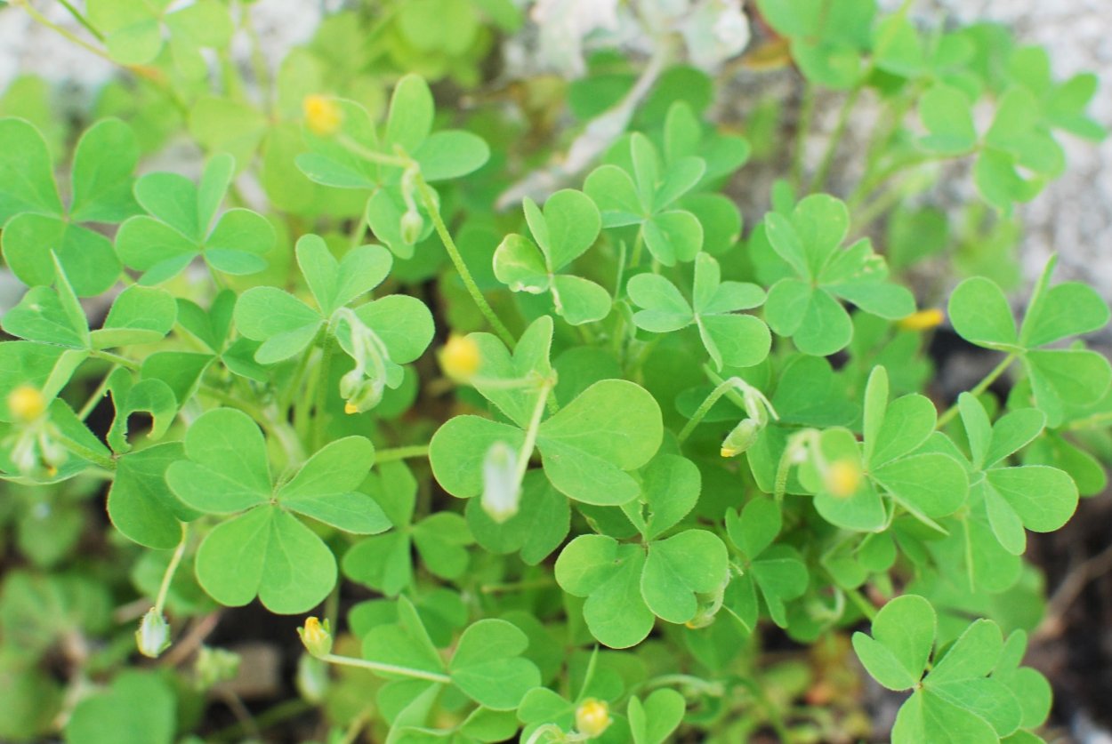 Крапива Киевская (Urtica Kioviensis)
