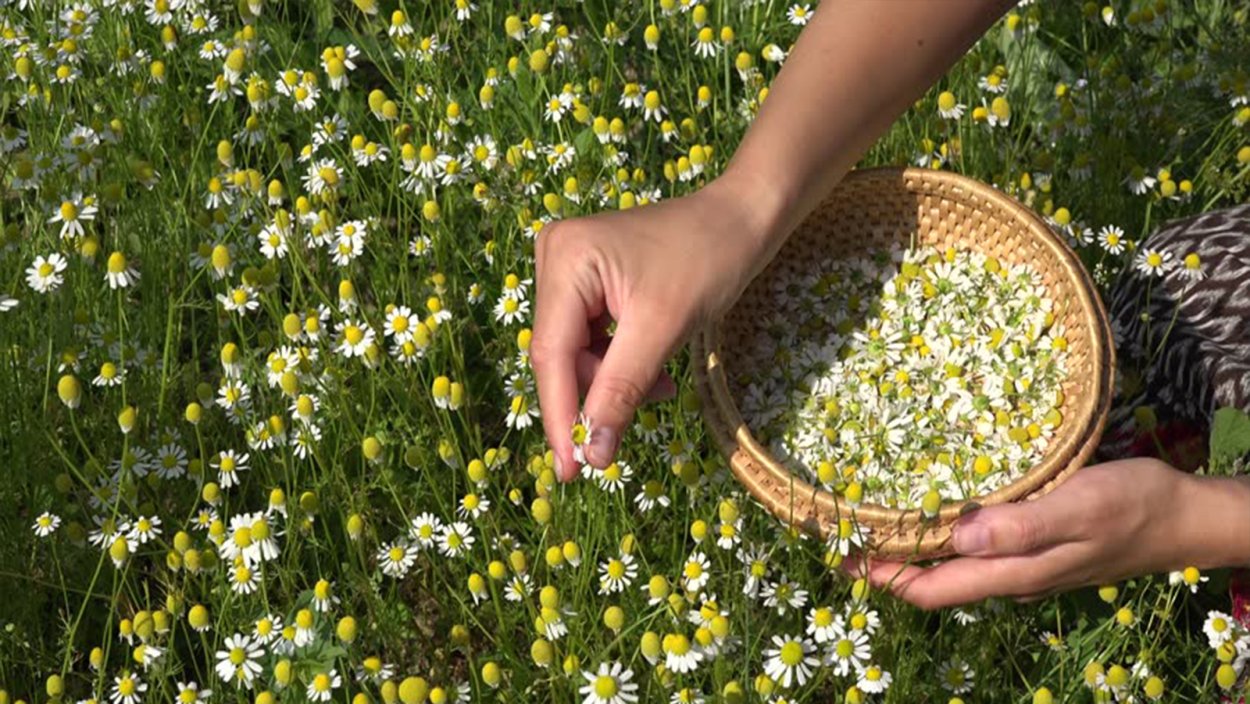 Семена подорожника блошного
