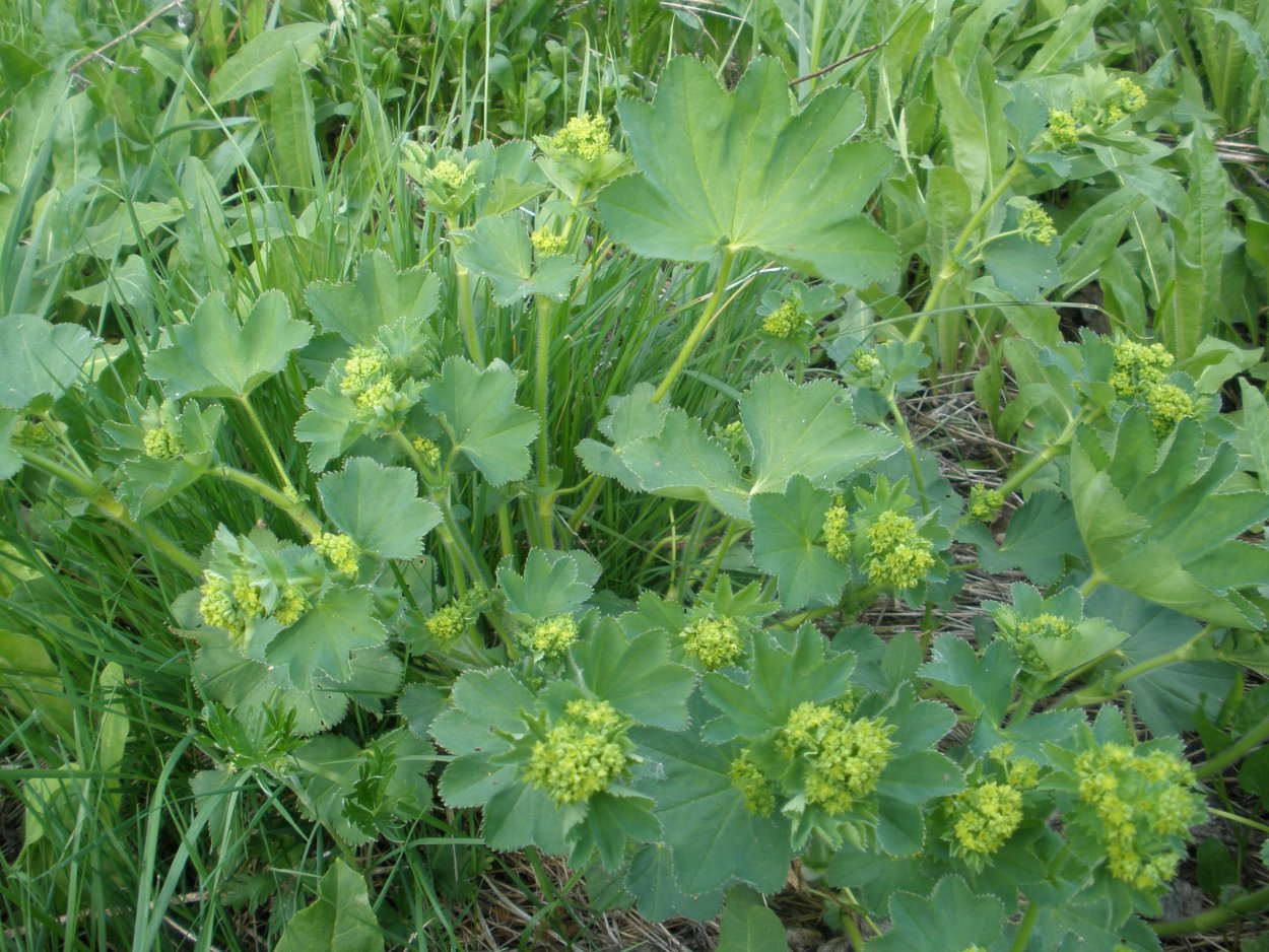 Мальва просвирник калачики