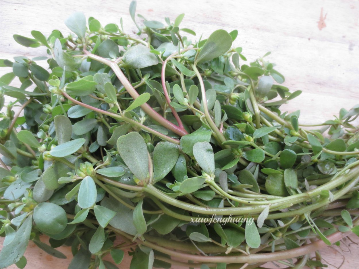 Дандур портулак