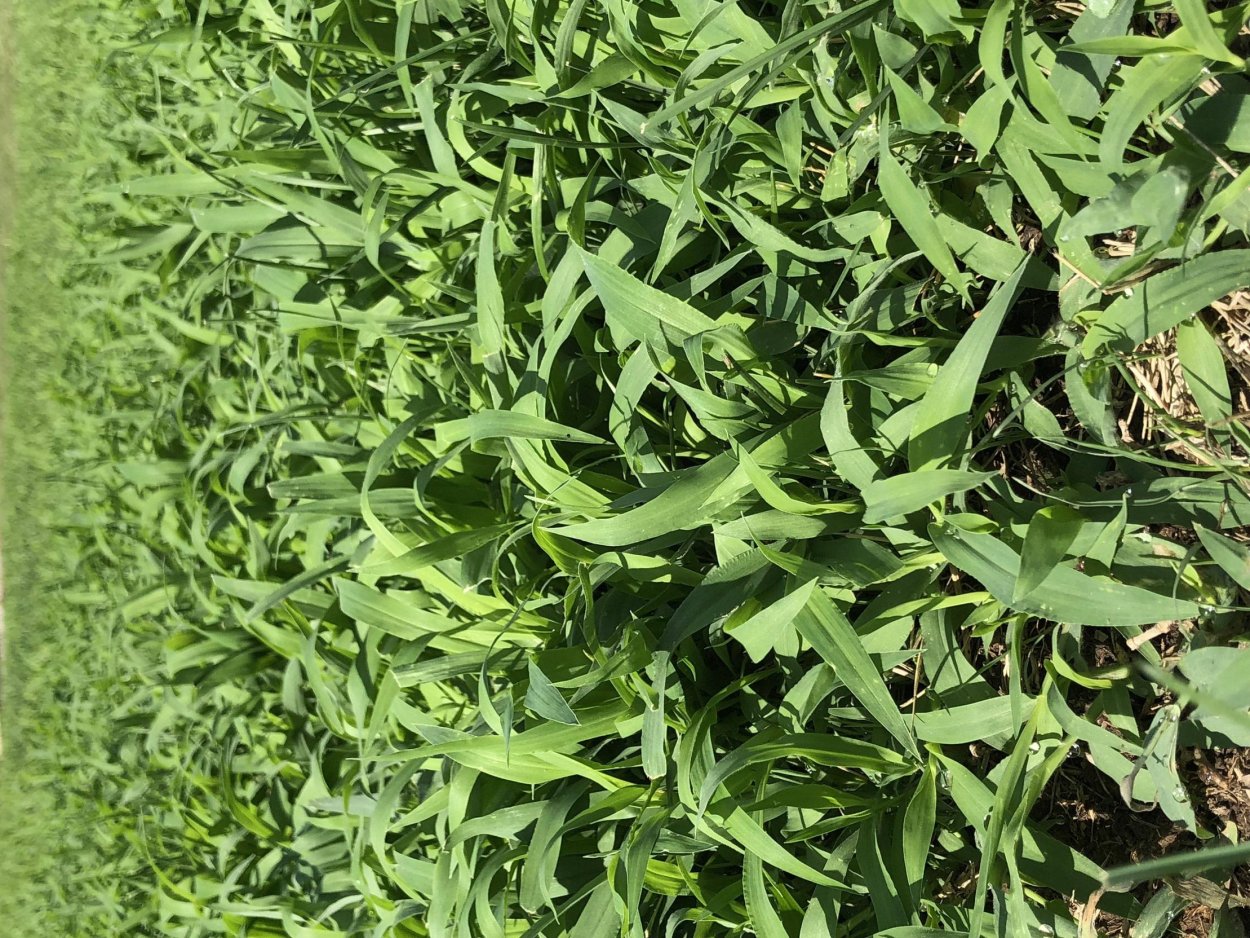 Зеленый сорняк