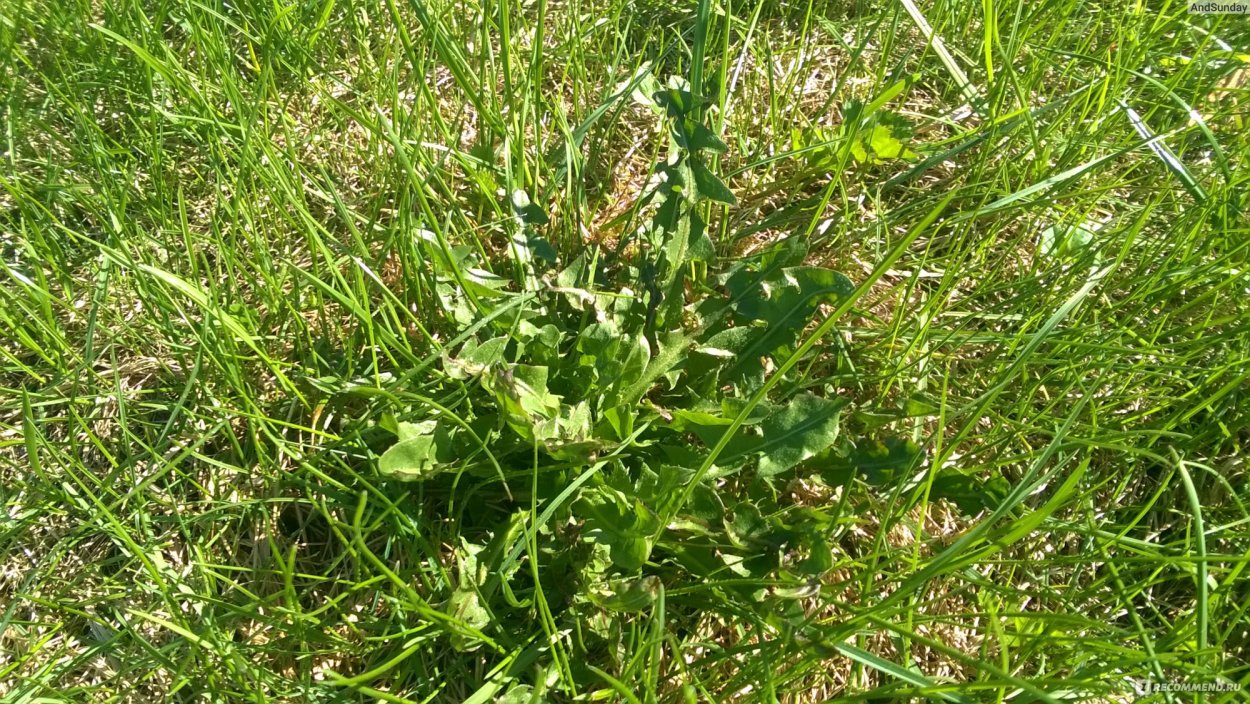 Жирновник сорняк