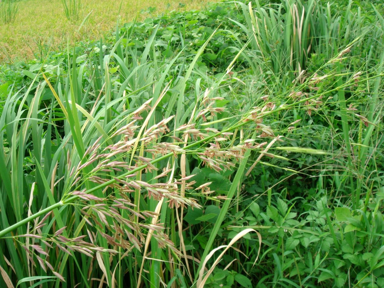 ( Texas Wild Rice ) Техасский дикий рис