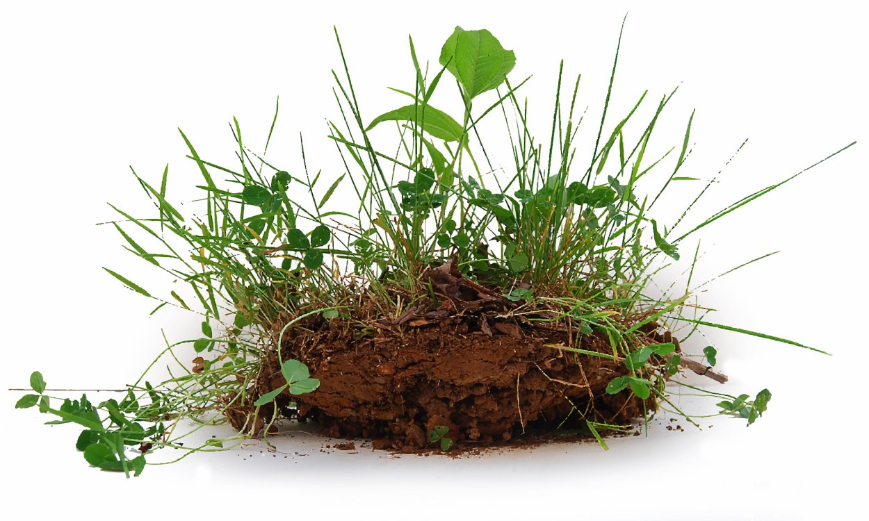 Сорняк на белом фоне