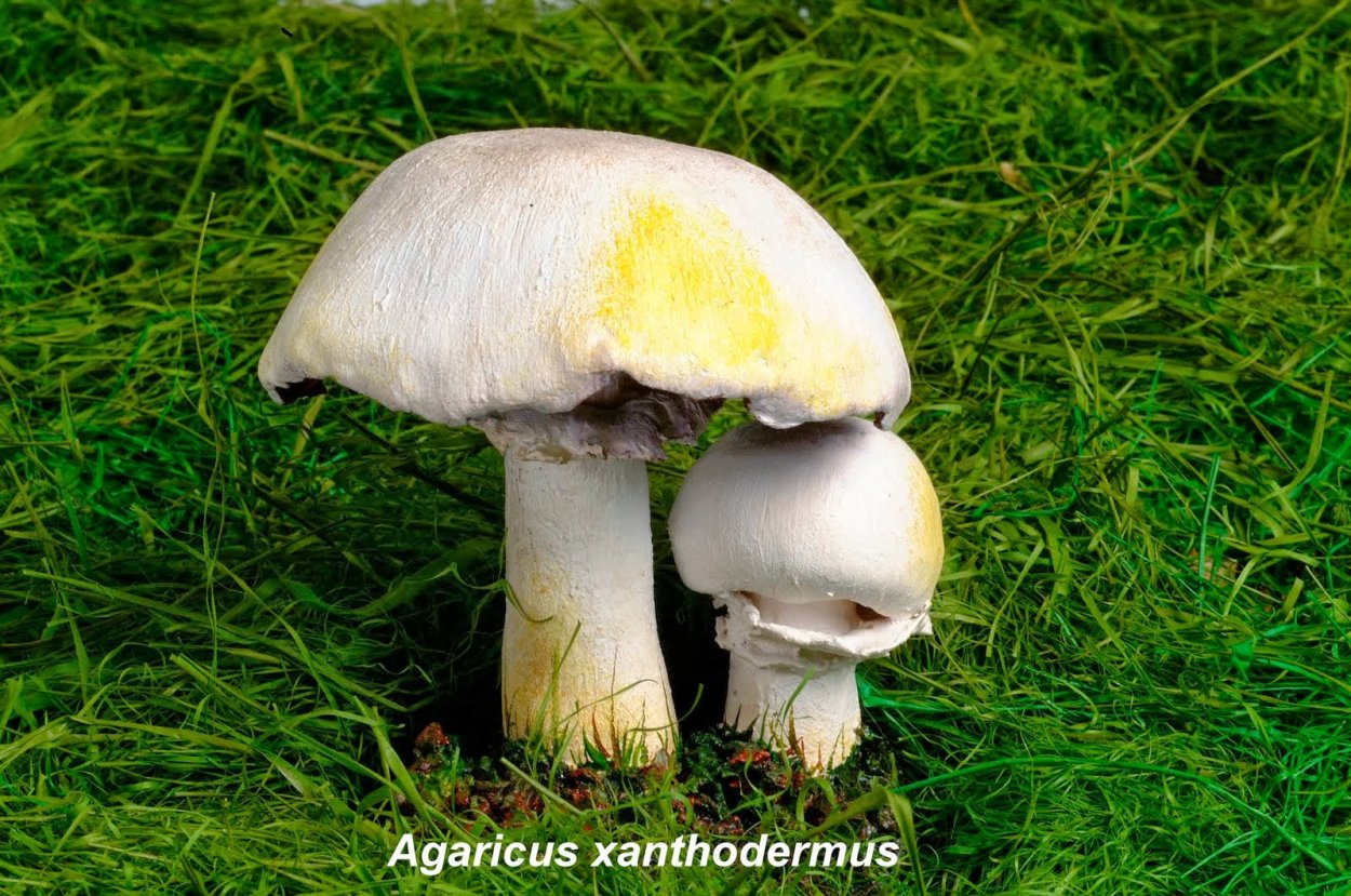 Шампиньон желтокожий Agaricus xanthodermus