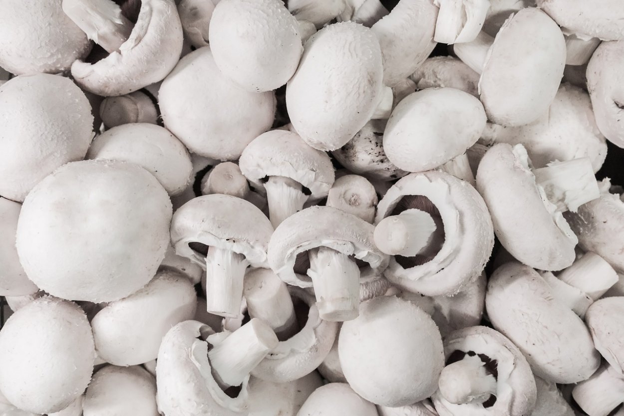 Гриб зонтик и бледная поганка