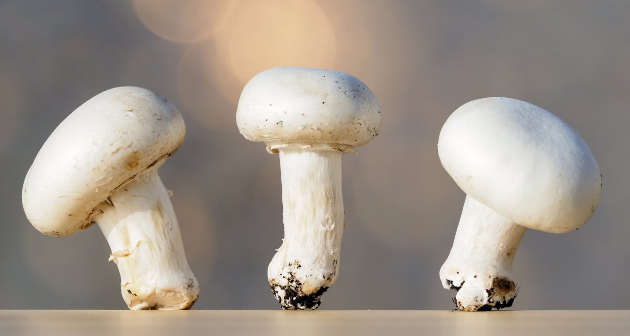 Шампиньон мухоморовидный