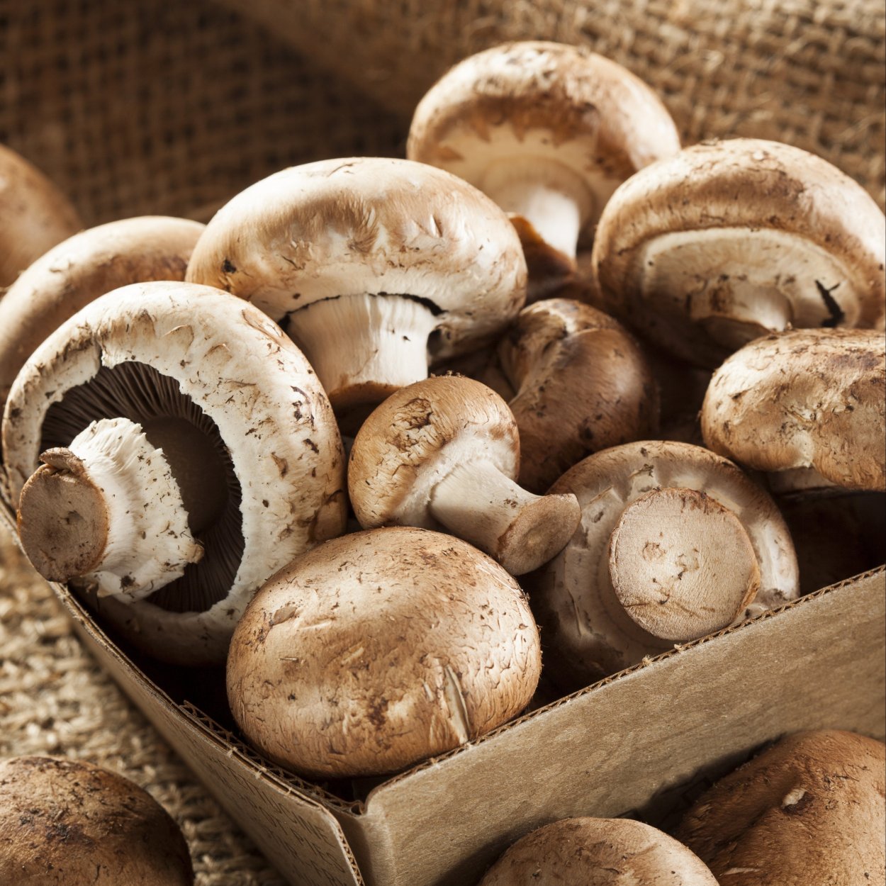 Nəcisdə Maya göbələyi