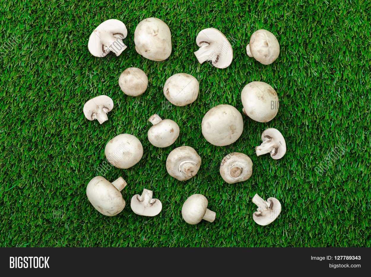 Шампиньон лежит