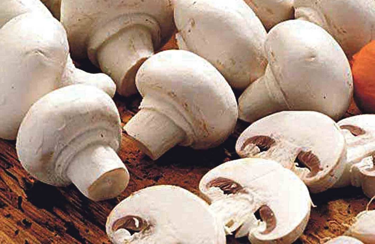Грибы шампиньоны Королевские