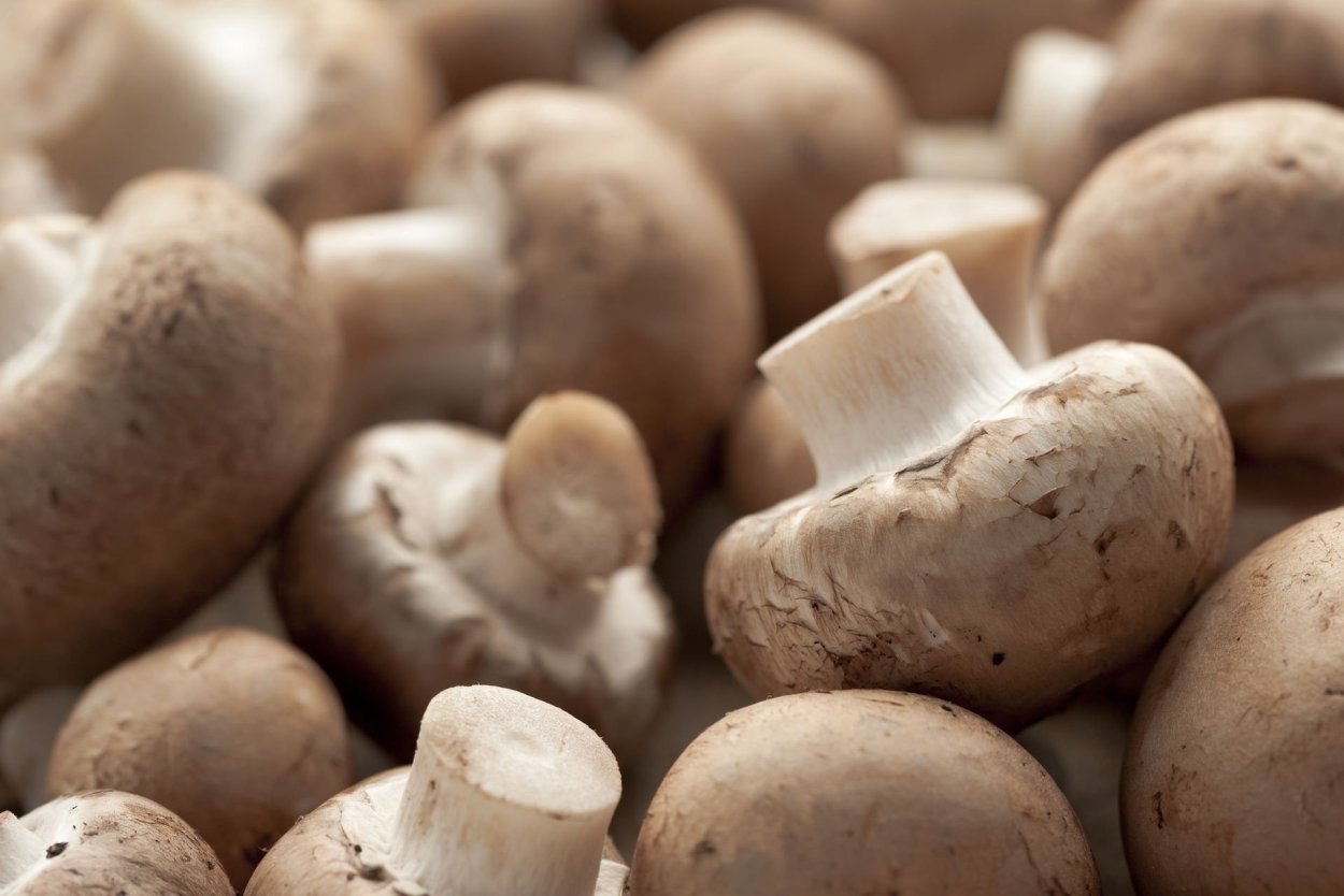 Agaricus arvensis Schaeff. — Шампиньон полевой