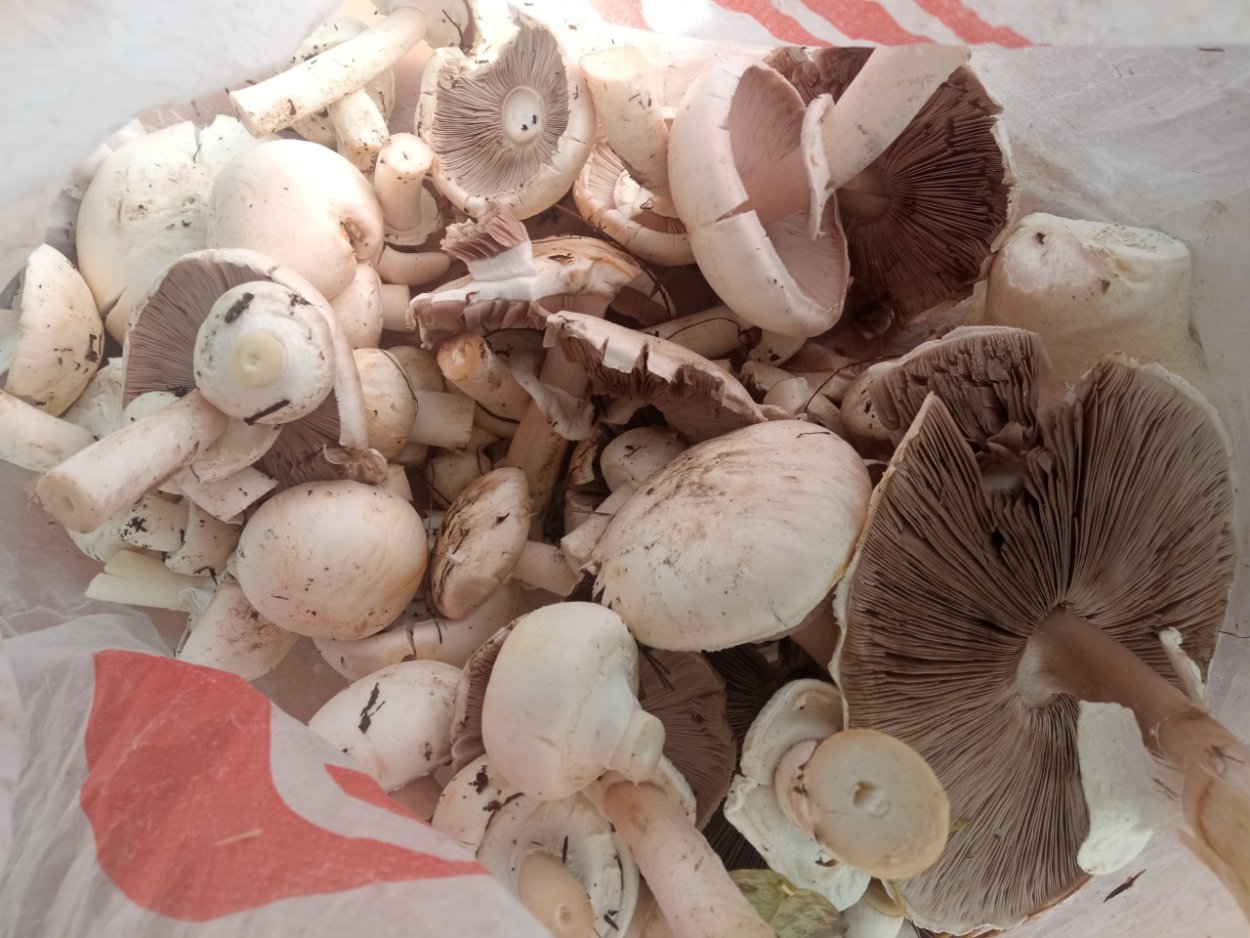 Шампиньоны Портобелло