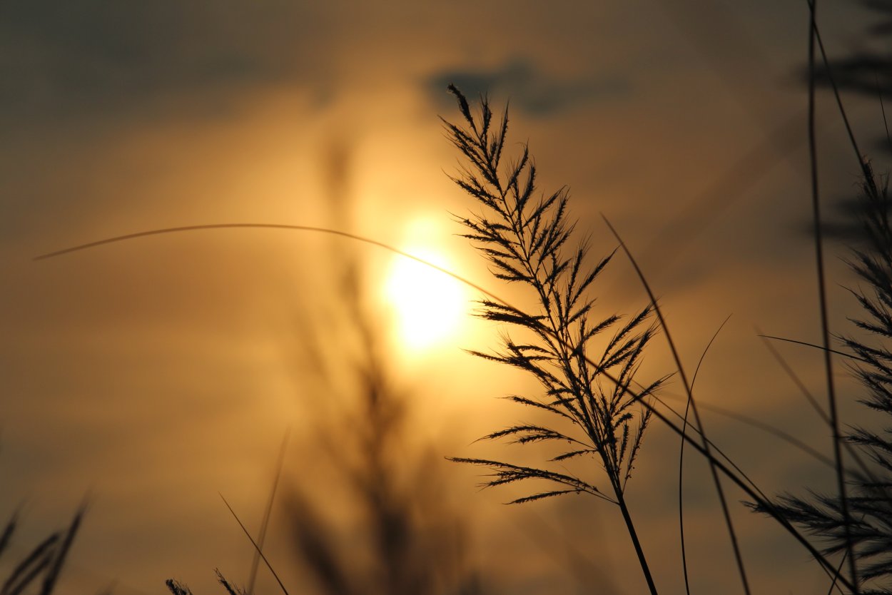 Раскаленная солнцем трава