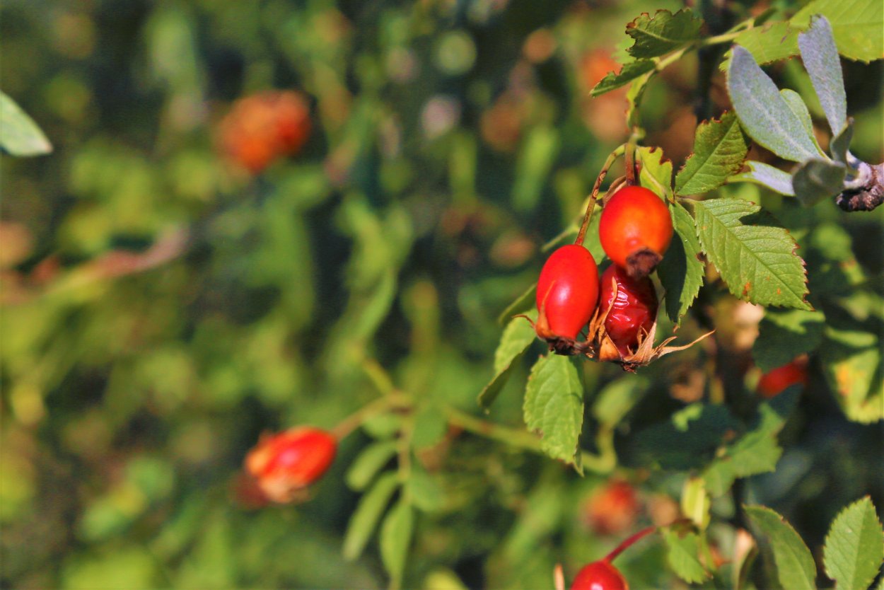 Шиповник Лесной