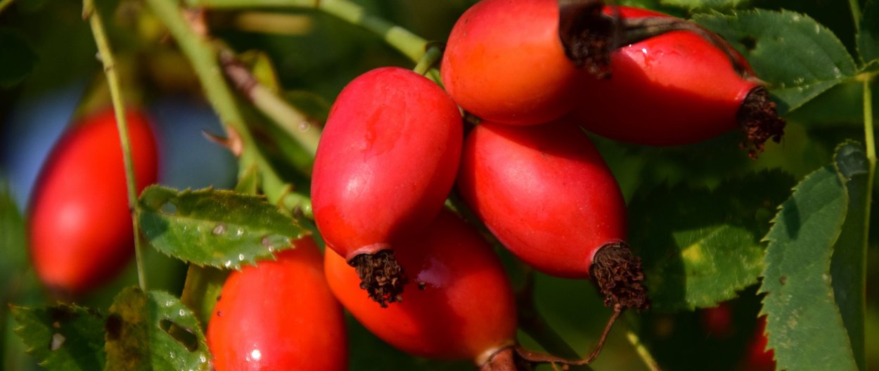 Плоды шиповника фон