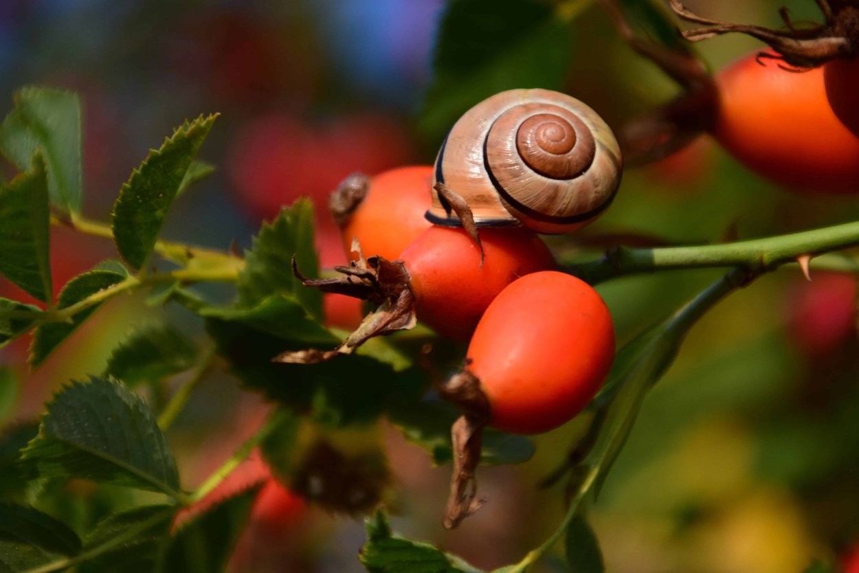 Шиповник Макросъемка