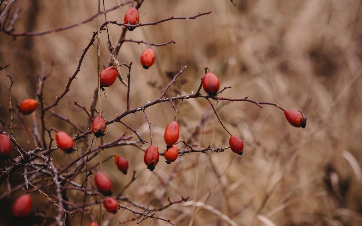 Шиповник Горенковский