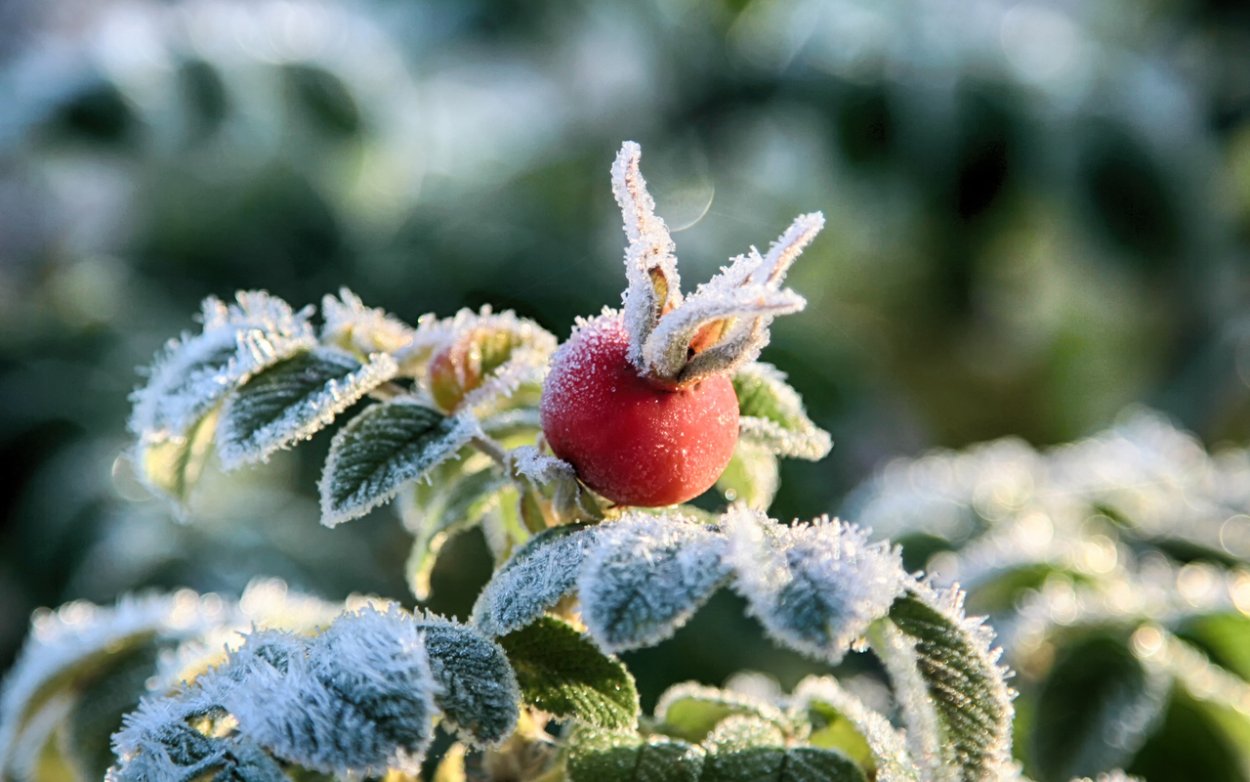 Иней Макросъемка