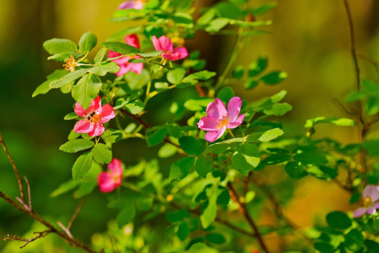Зацветание шиповника
