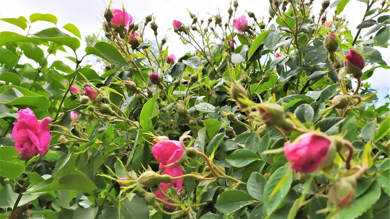 Шиповник куст