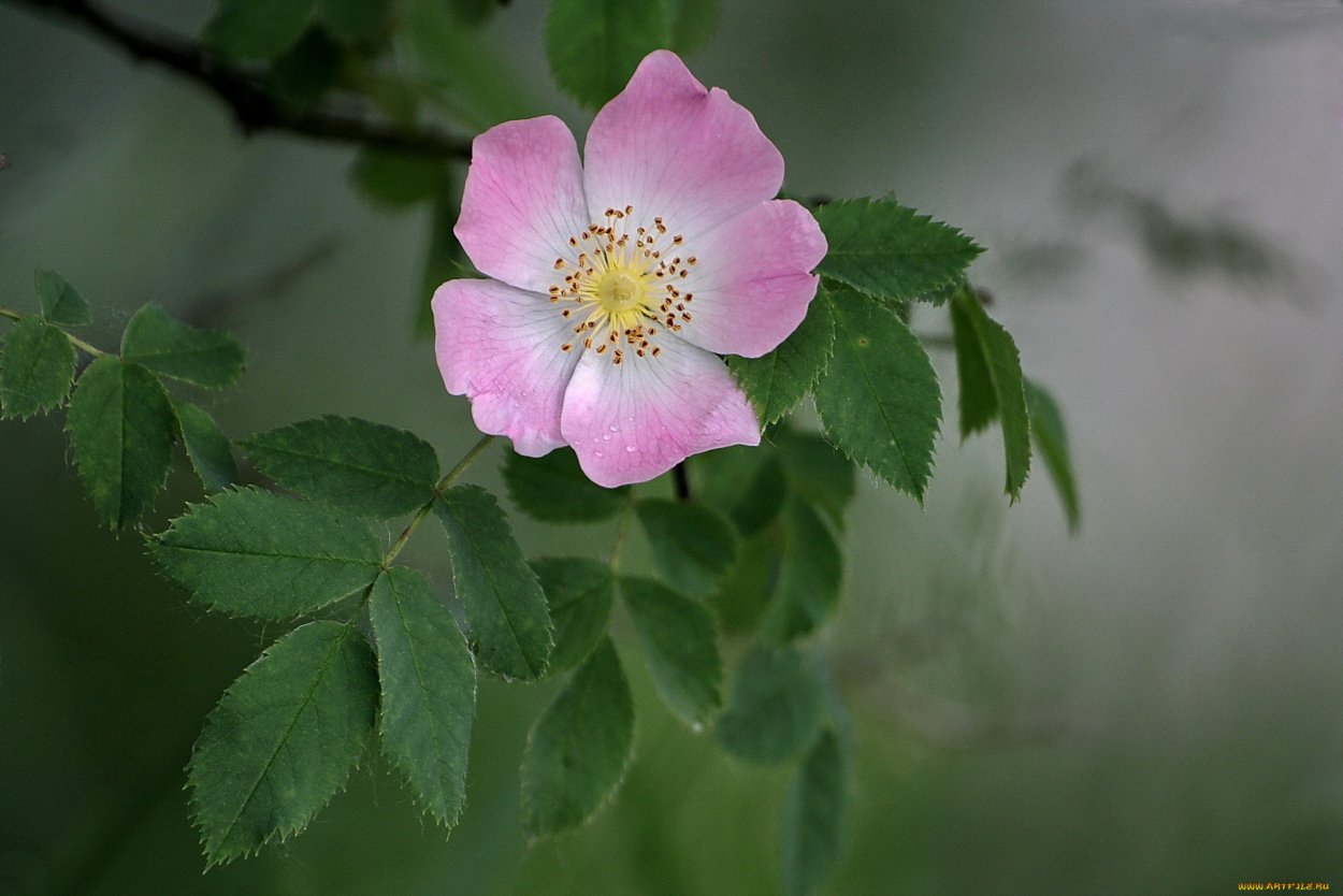 Шиповник Столистный