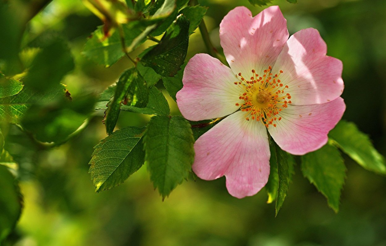 Шиповник Майский