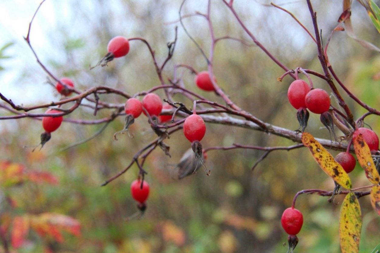 Шиповник куст осень