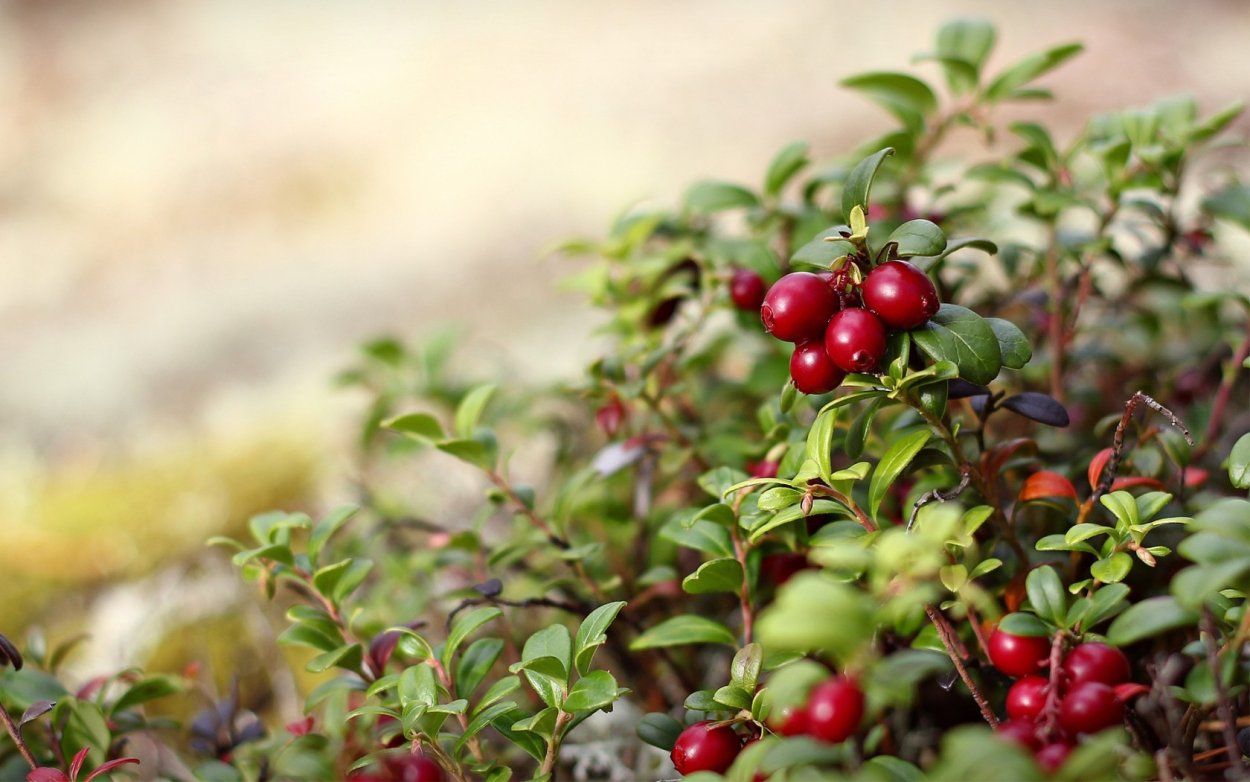 Лесные ягоды брусника