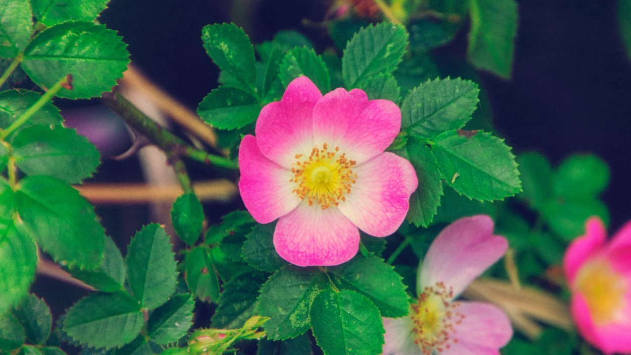 Шиповник цветы