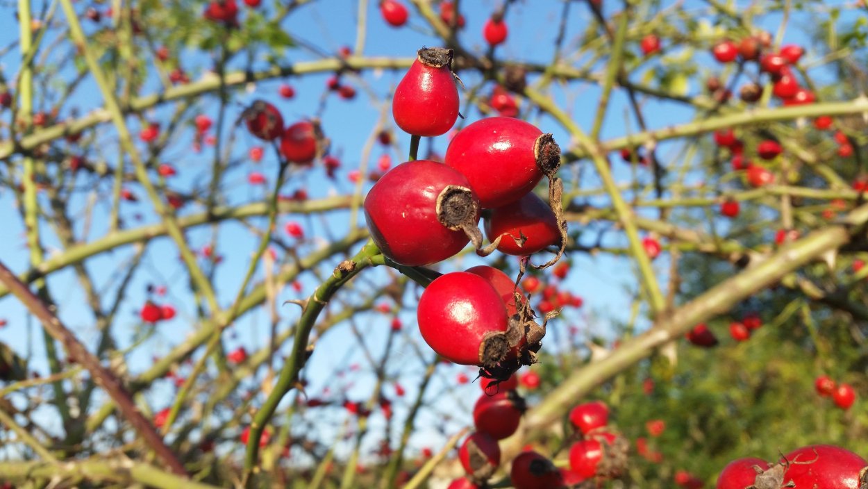 Ягоды шиповника с колючками