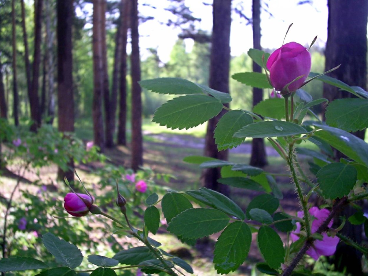Шиповник в Кузбассе