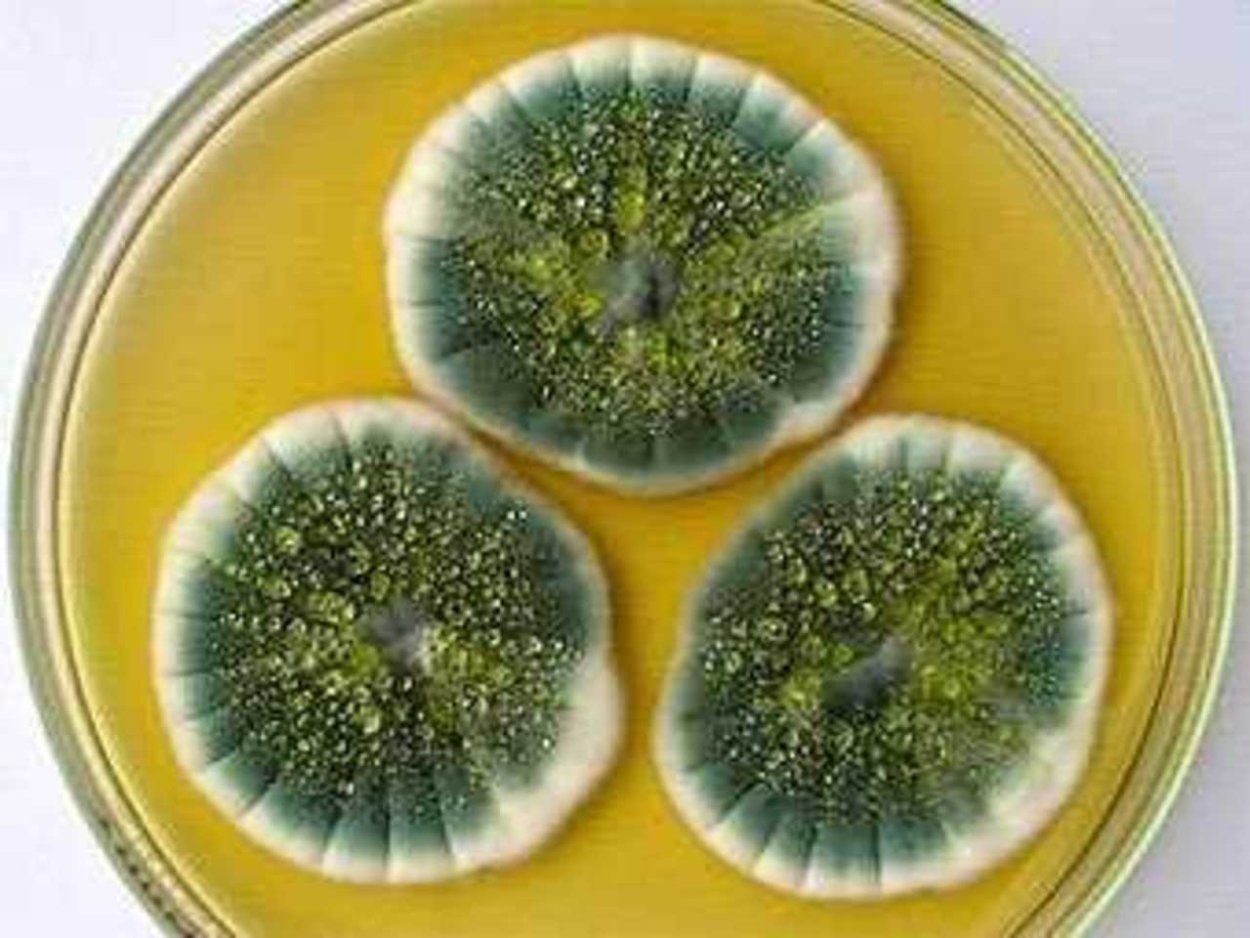 Penicillium notatum пенициллин