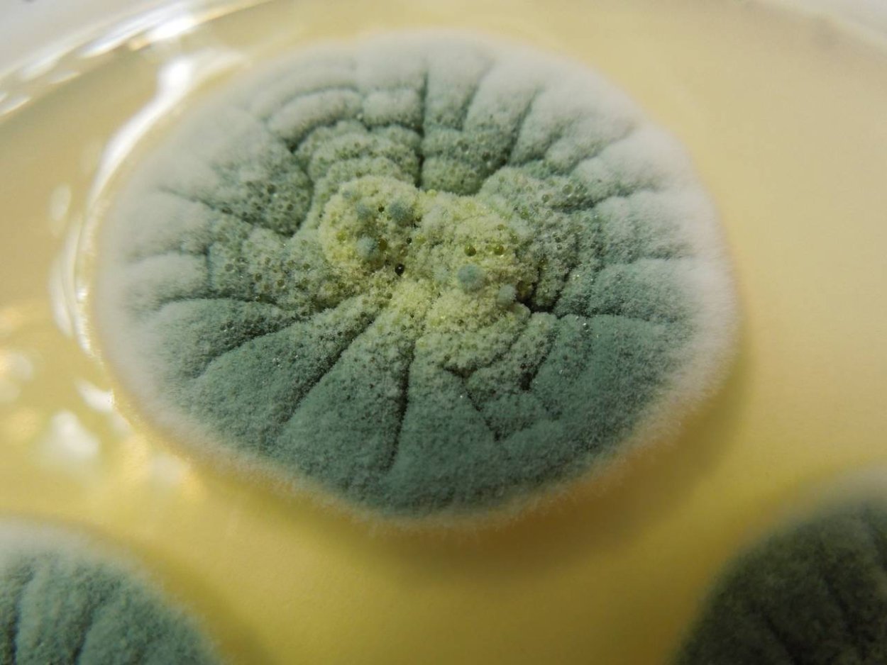 Плесневые грибы пенициллиум