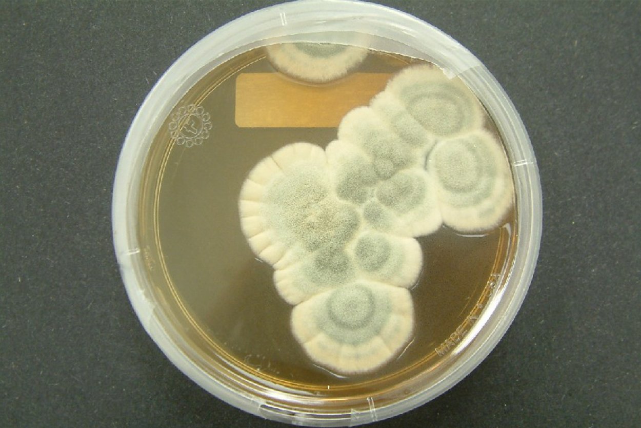 Пеницилл в чашке Петри