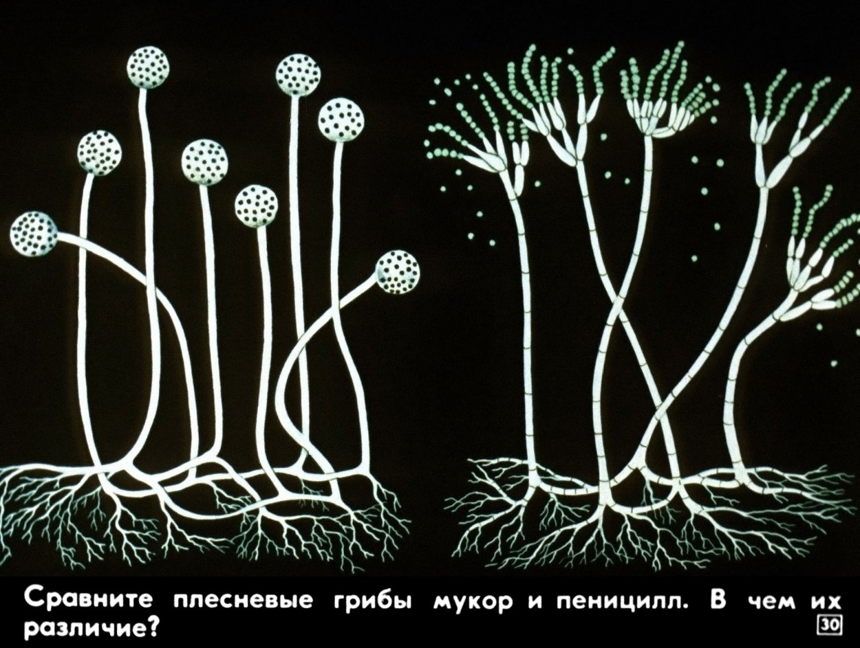 Пенициллин и мукор