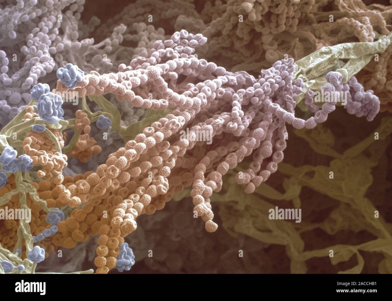 Пенициллиум гриб