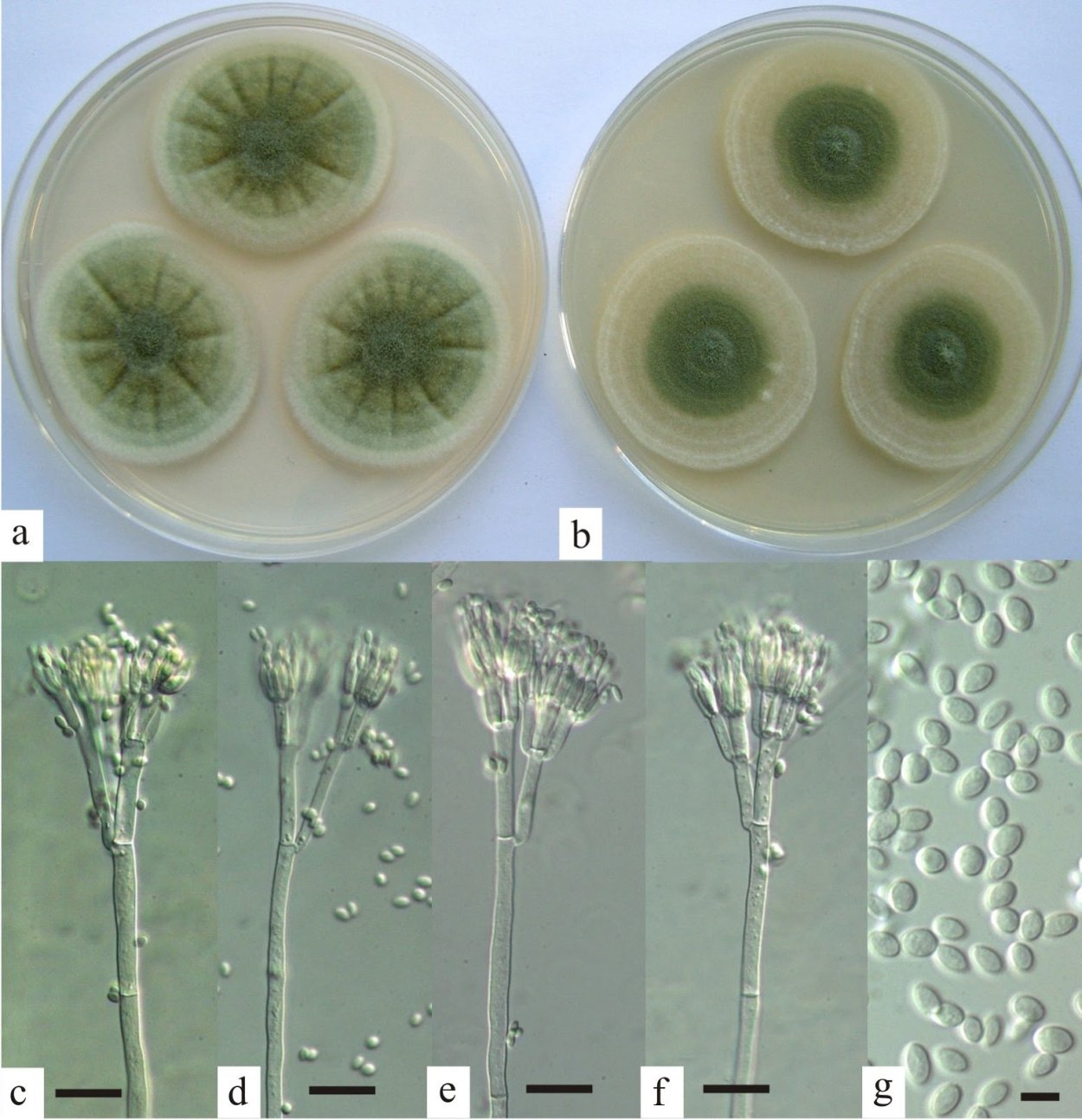 Микробиология Penicillium Aspergillus