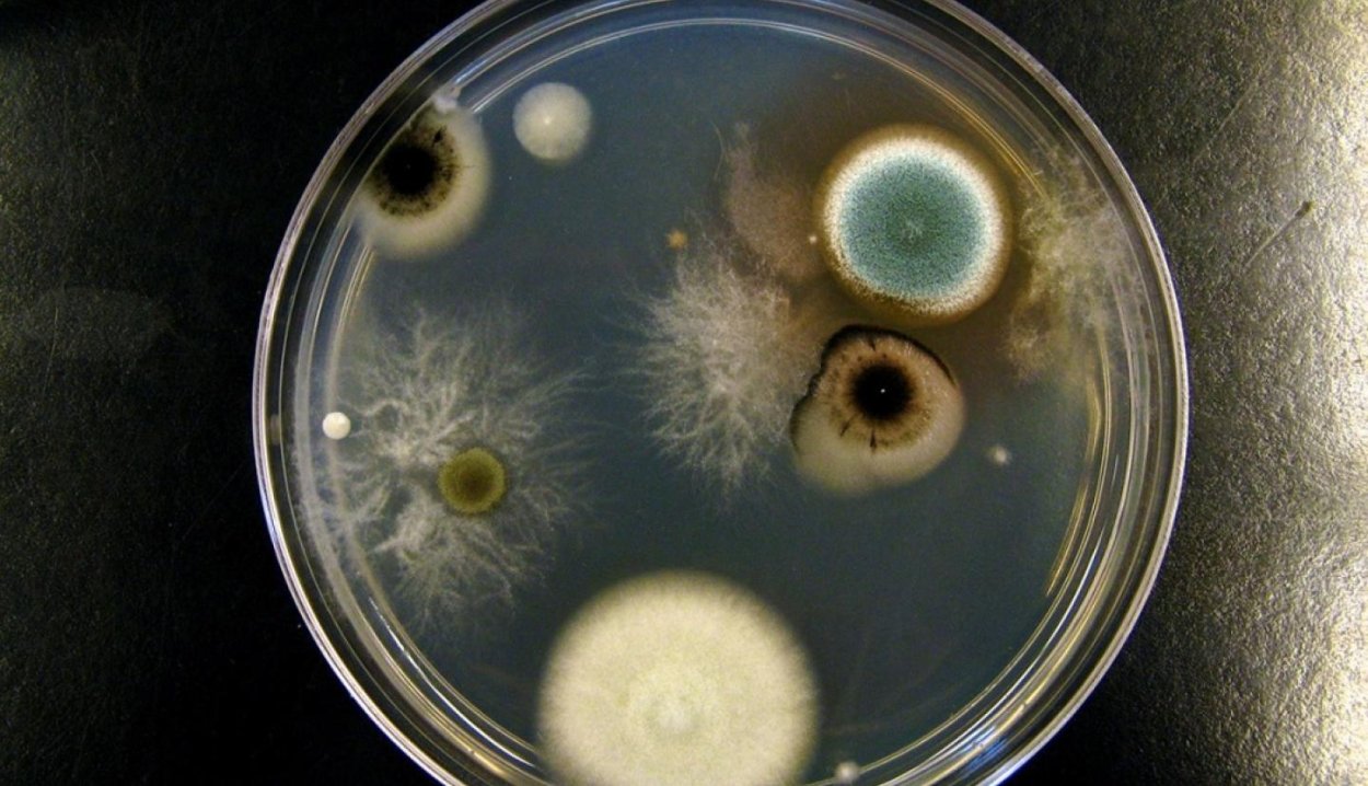 Пеницилл в чашке Петри