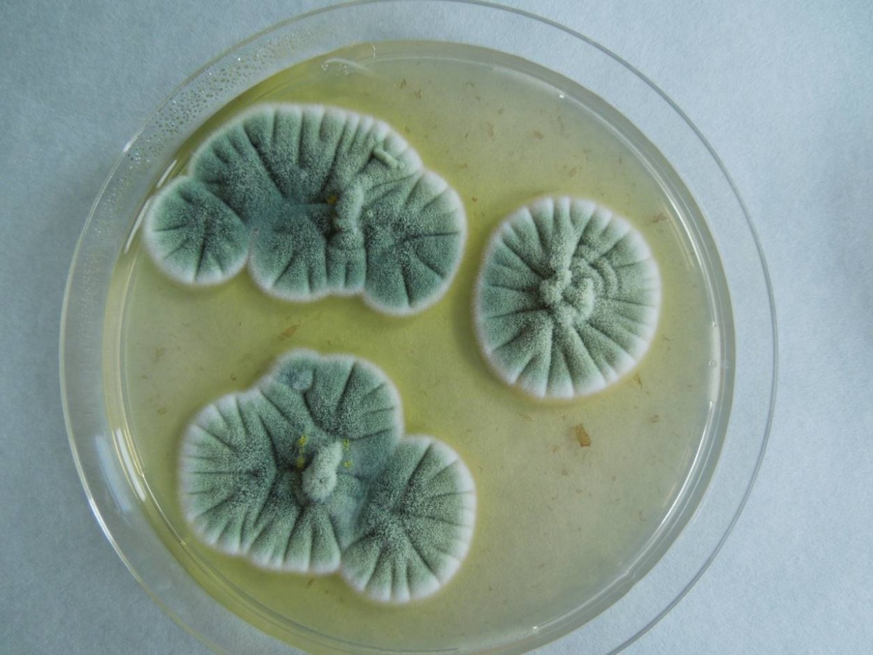 Penicillium notatum-chrysogenum